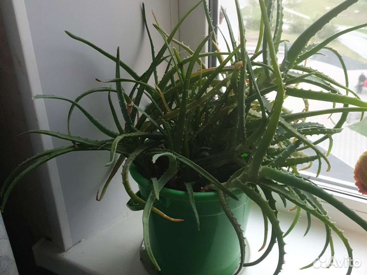 Цветущие фиалки, герань, алое в горшках