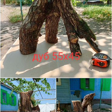 Коряги дуб, клен, ясень