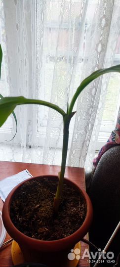 Банановая пальма