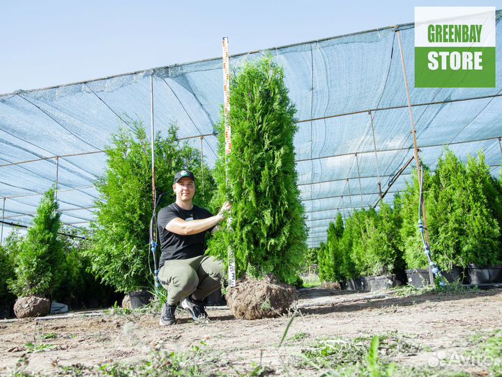 Туи колумна 180 см свежая копка 2023