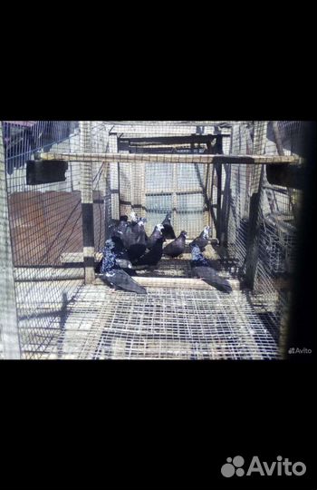 Голуби Высоколётные