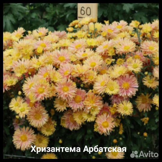 Хризантема садовая