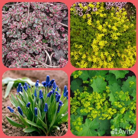 Растения для альпийской горки и рокария