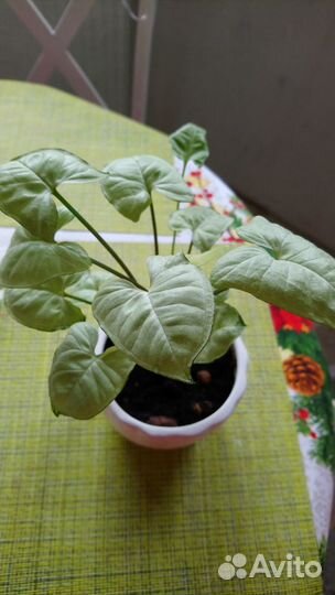 Сингониумы сортовые часть 1