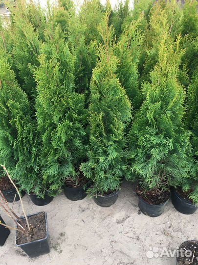 Туи смарагд И можевельники