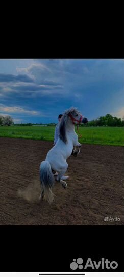 Пони на детский праздник