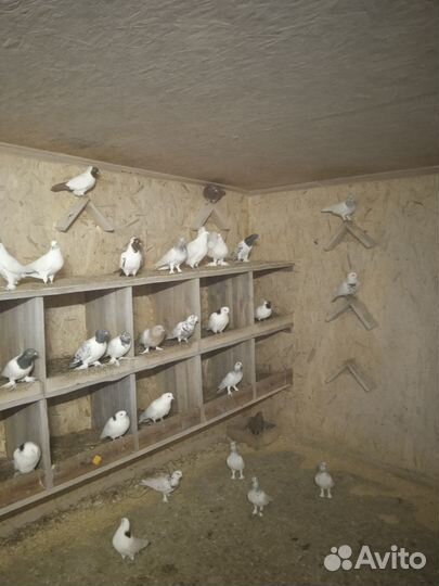 Голуби чехи