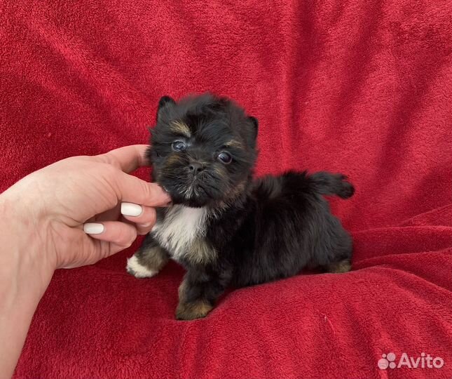 Чёрный йорк мальчик бэби фейс
