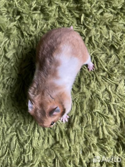 Сирийский хомяк девочка красавица пятнистая