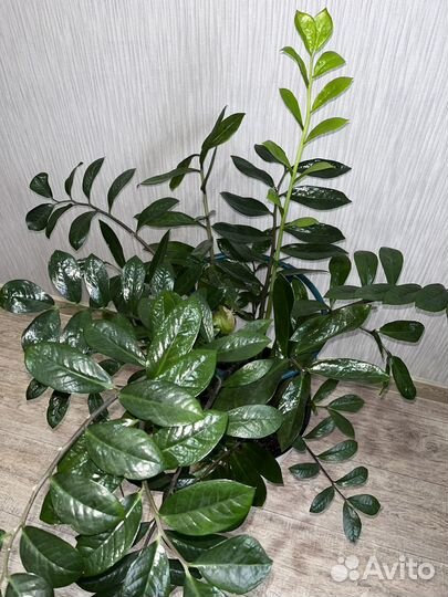 Замиокулькас