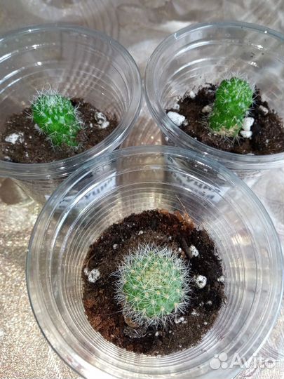 Детки цветущих кактусов