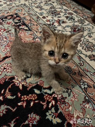 Британская вислоухая кошка