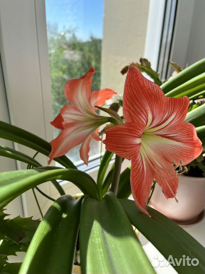 Гиппеаструм