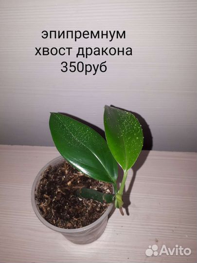 Филодендрон,бегония, калатея