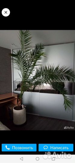 Финиковая пальма