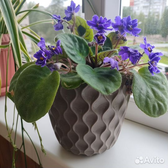 Фиалка в горшках,хлорофитум