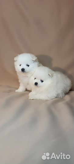 Померанский шпиц девочки и мальчики