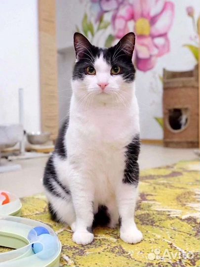 Кот в добрые руки