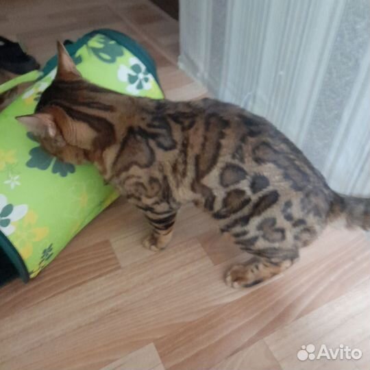 Бенгальская