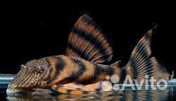 Номерные сомы