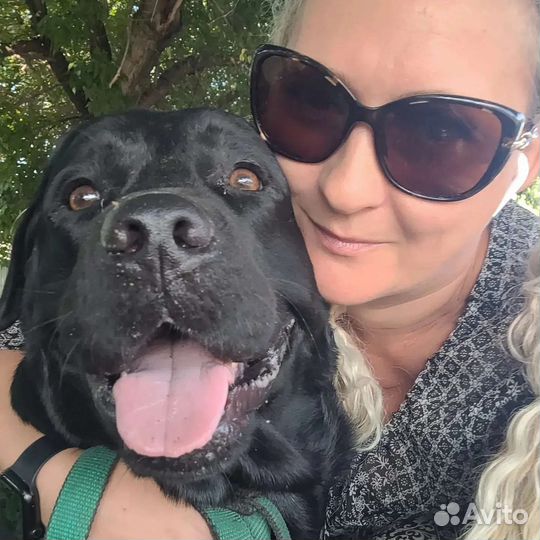 Вязка лабрадор