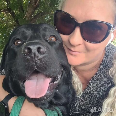 Вязка лабрадор