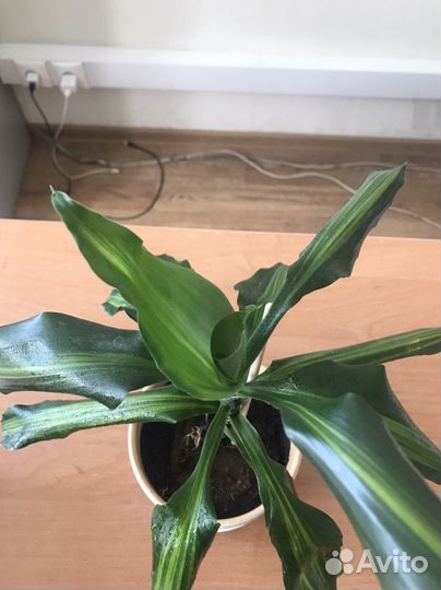 Драцена цинто