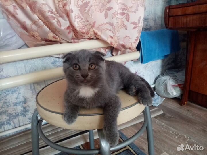 Вислоухие котята
