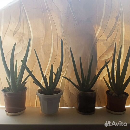 Алоэ вера