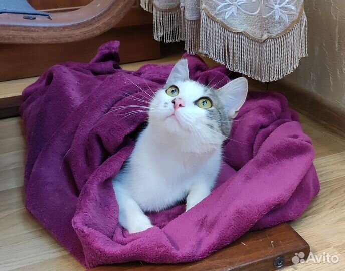 Котик бесплатно в добрые руки