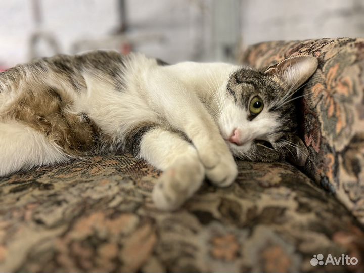 Кошка в дар