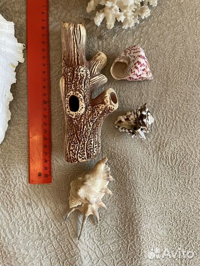 Ракушки морские