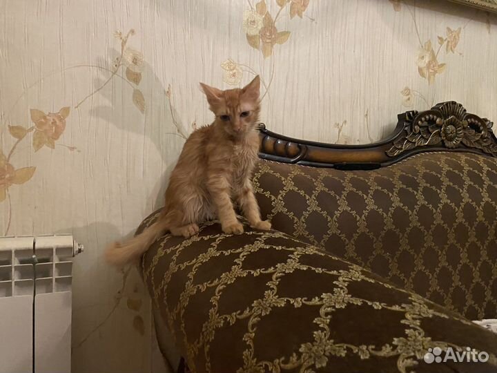 Котенок-подртсток