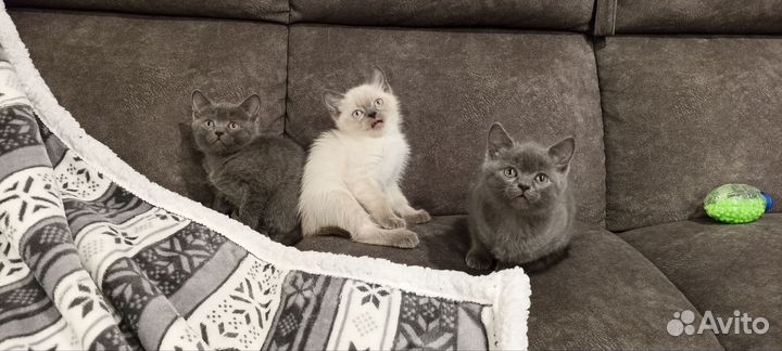 Котята в дар бесплатно