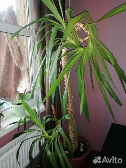 Пальма юкка