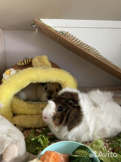 Морские свинки вязка