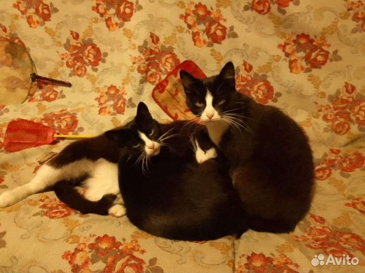 Кошки в добрые руки бесплатно