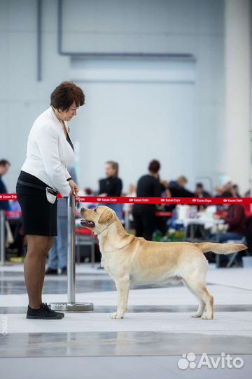 Лабрадор ретривер