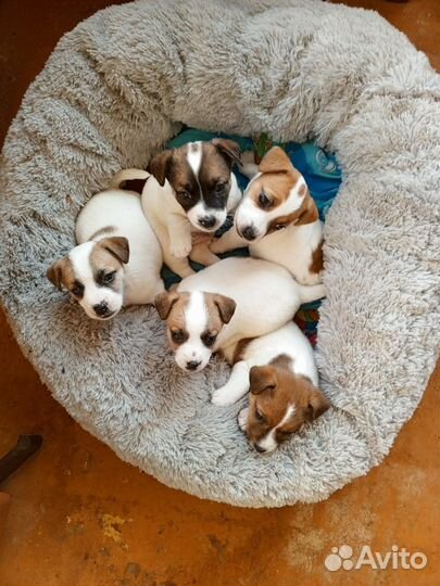 Щенки джек Рассел терьер гладкошерстный