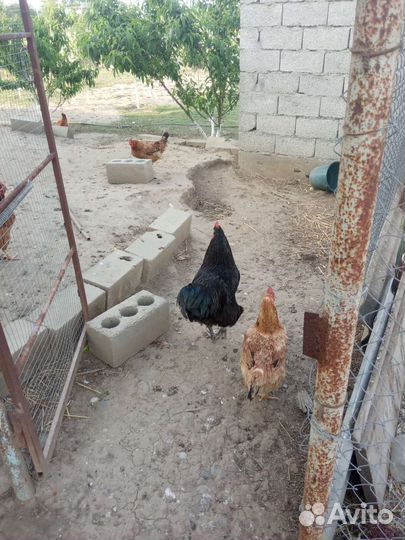 Яйцо инкубационное