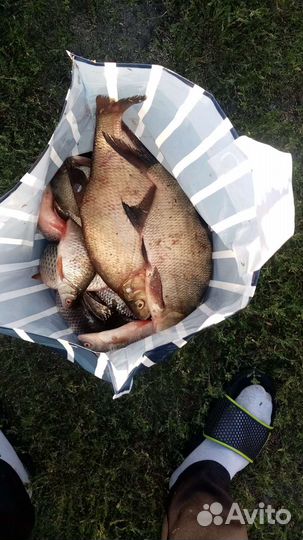 Рыба свежая плотва подлещик окунь Сопа синец и др