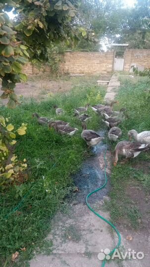 Гуси и молодые петушки,6месяцев