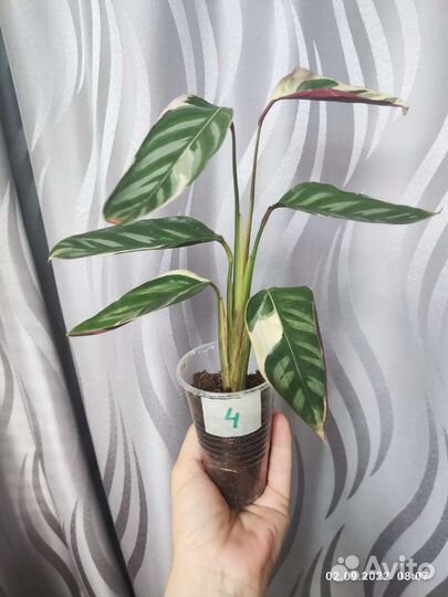 Строманта Оппенгейма триколор