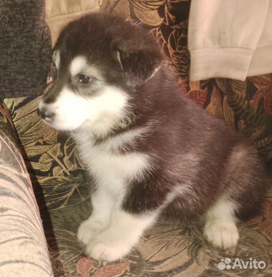 Аляскинский маламут щенки