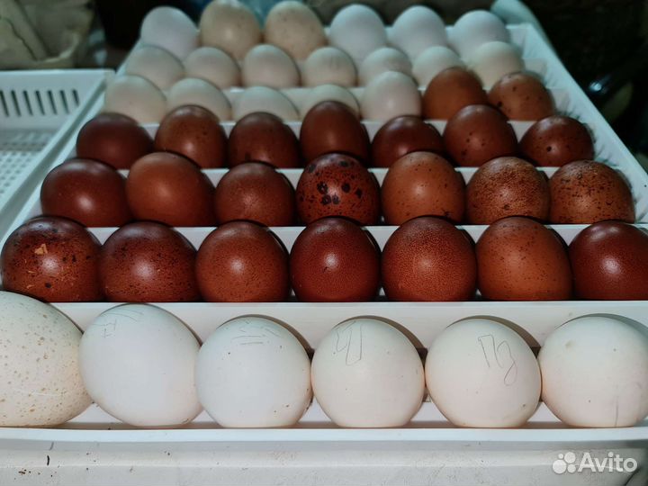 Вианот, Маран, Павловские, Индюшки, Цесарки