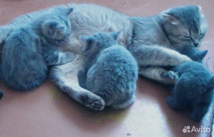 Шотландцы скотиш страйт