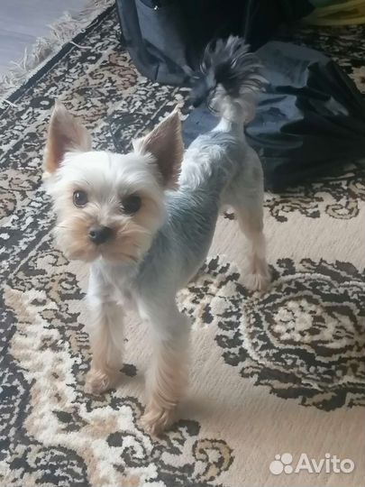 Йоркширский терьер вязка мальчик