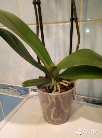 Коллекционные орхидеи