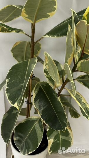 Фикус вариегатный