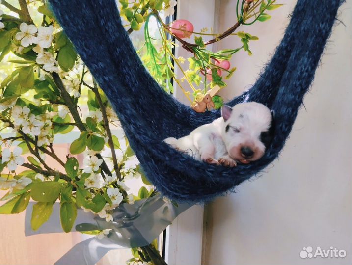 Австралийский хилер девочка шоу